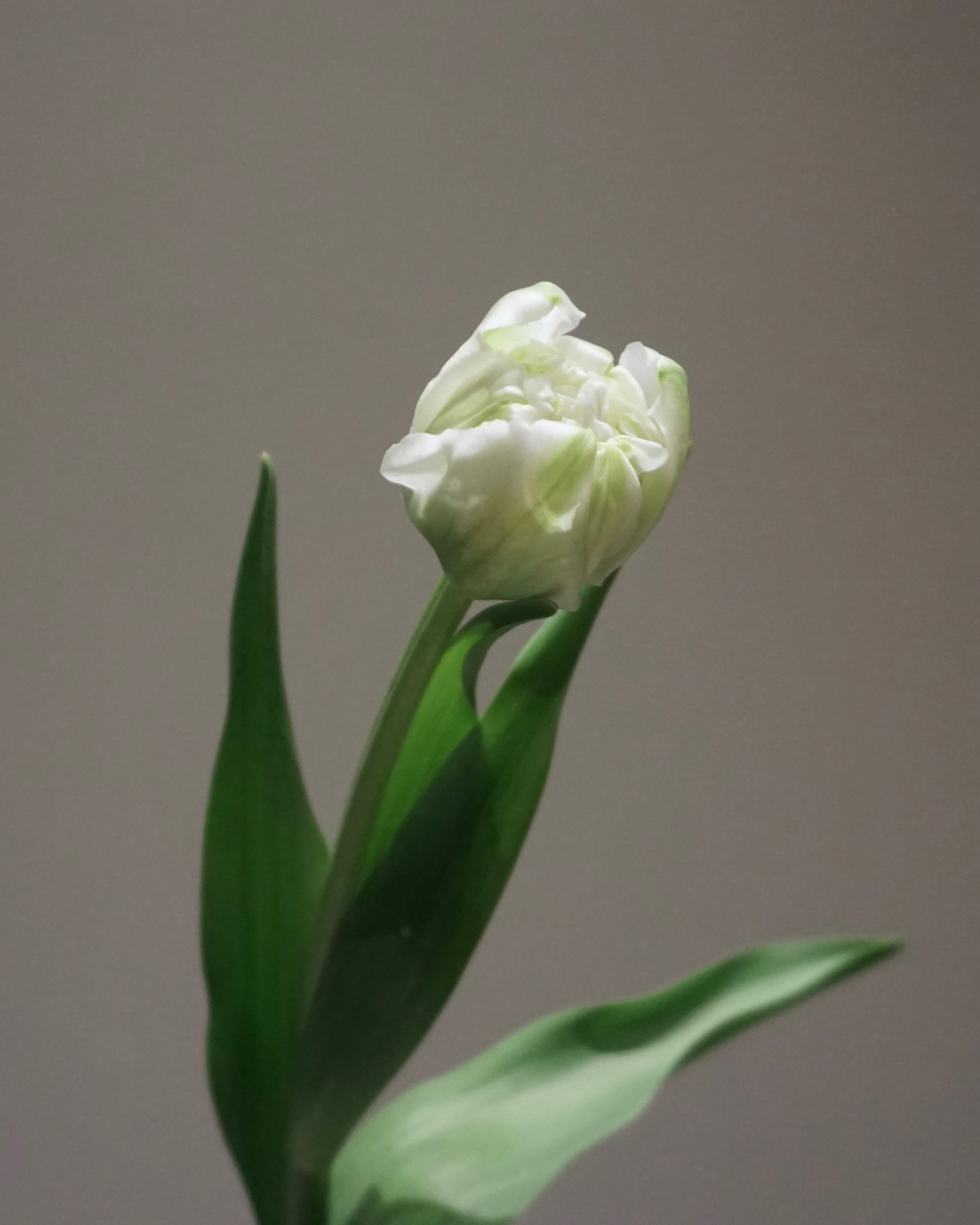 WHITE TULIPS