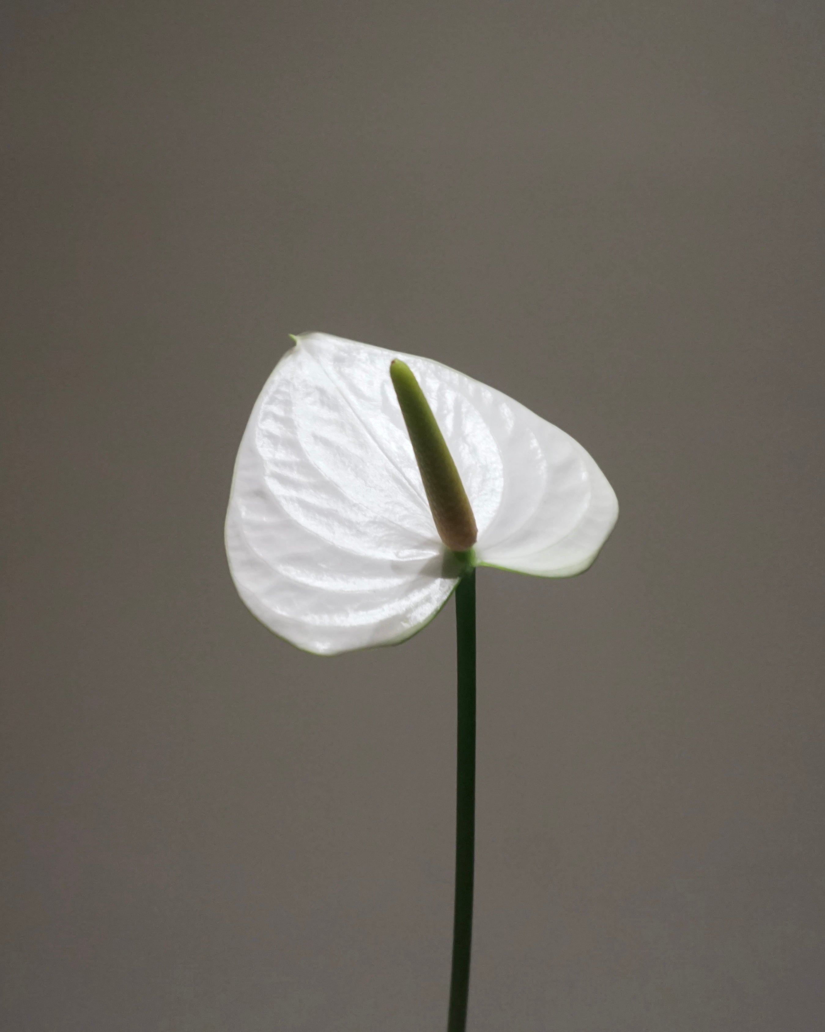 ANTHURIUM 5本〜