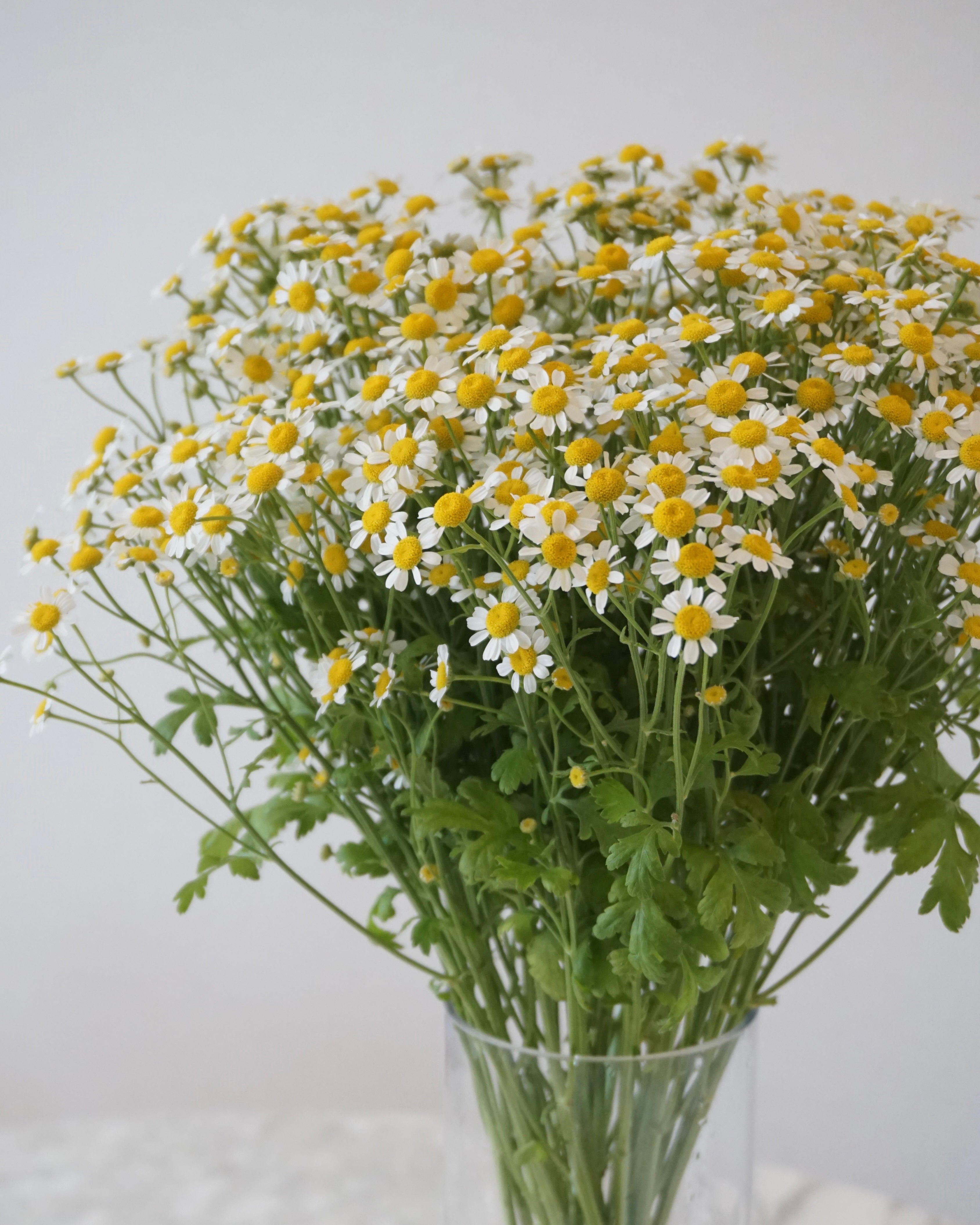 matricaria
