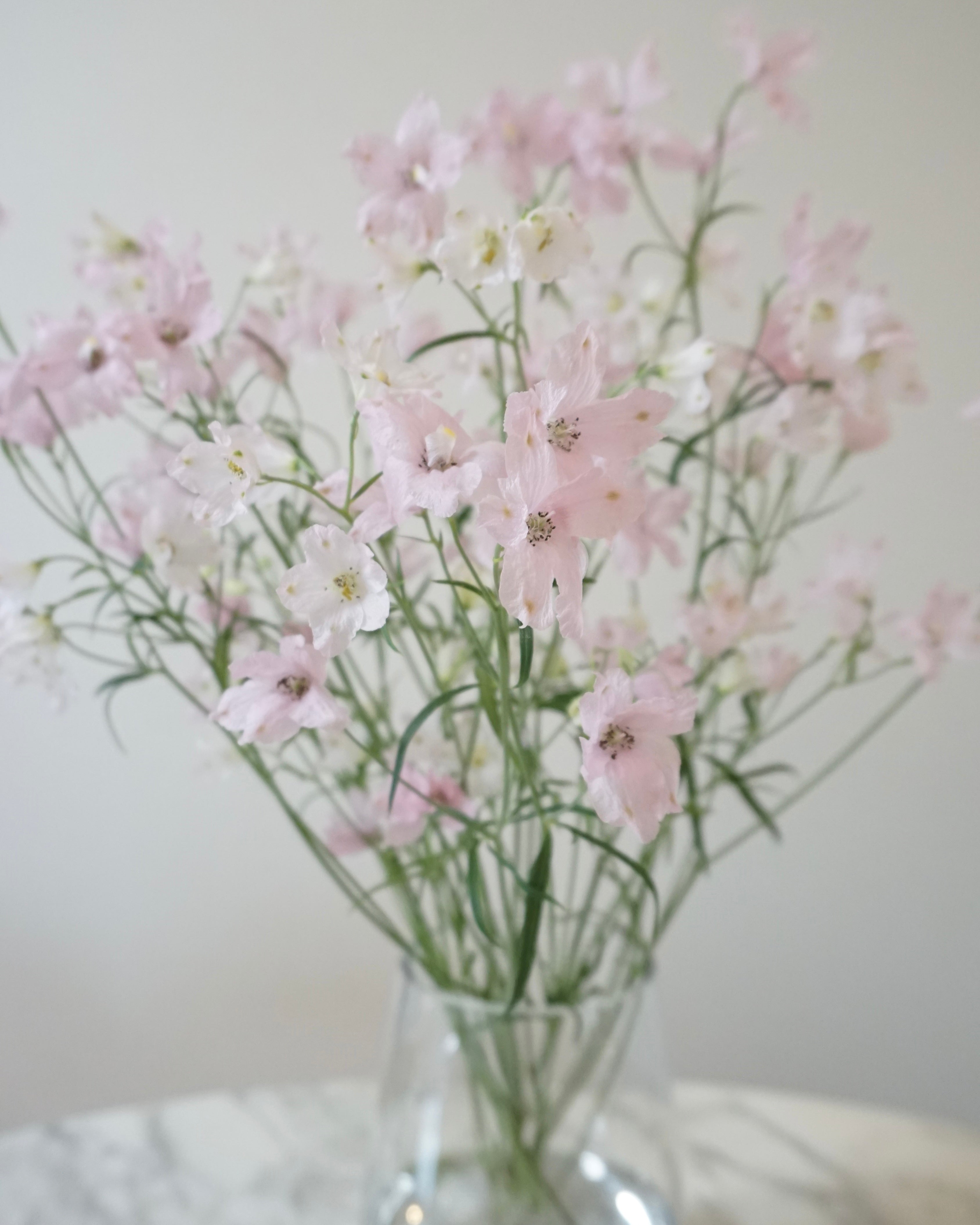 Happy Pink Delphinium