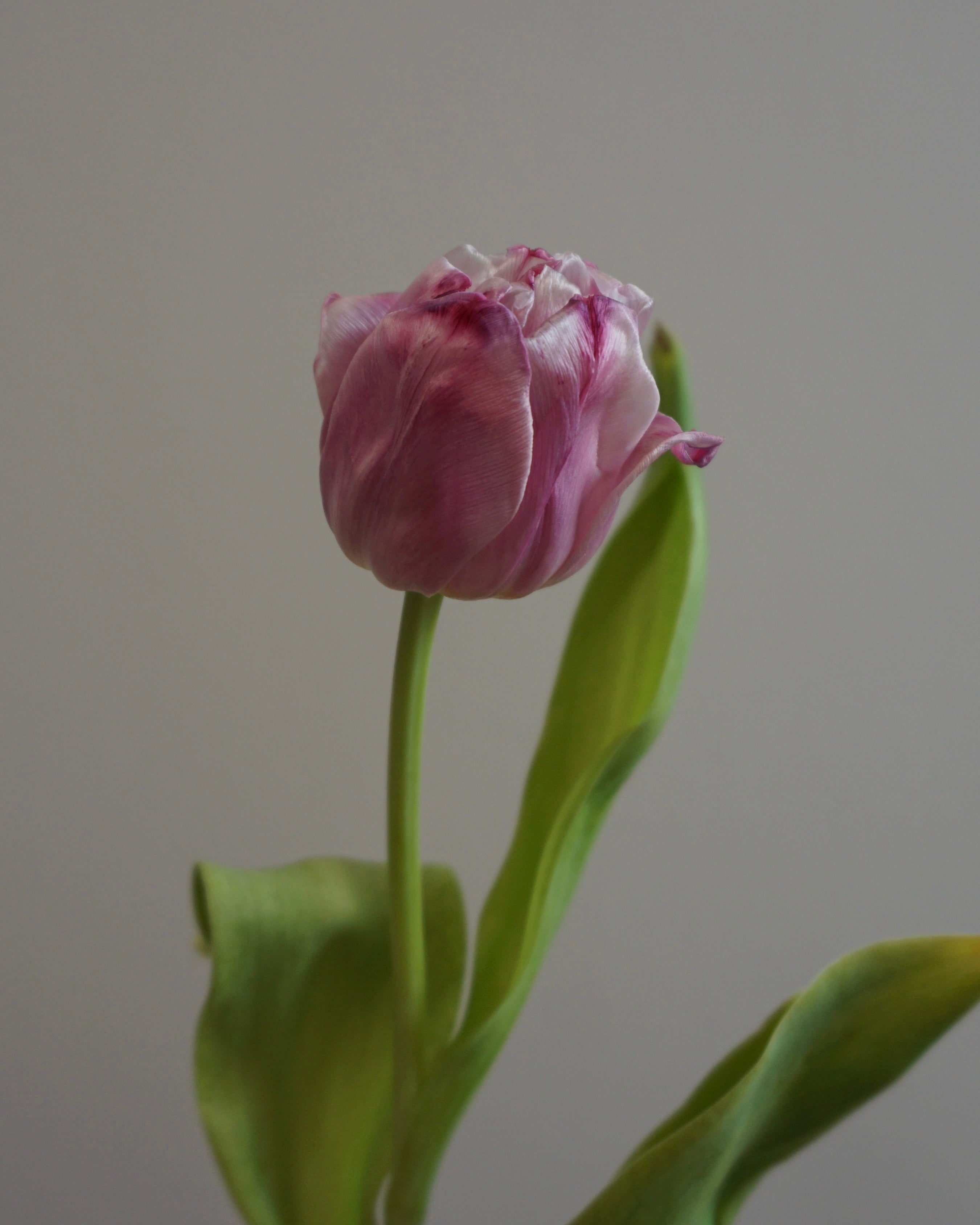 PINK TULIPS