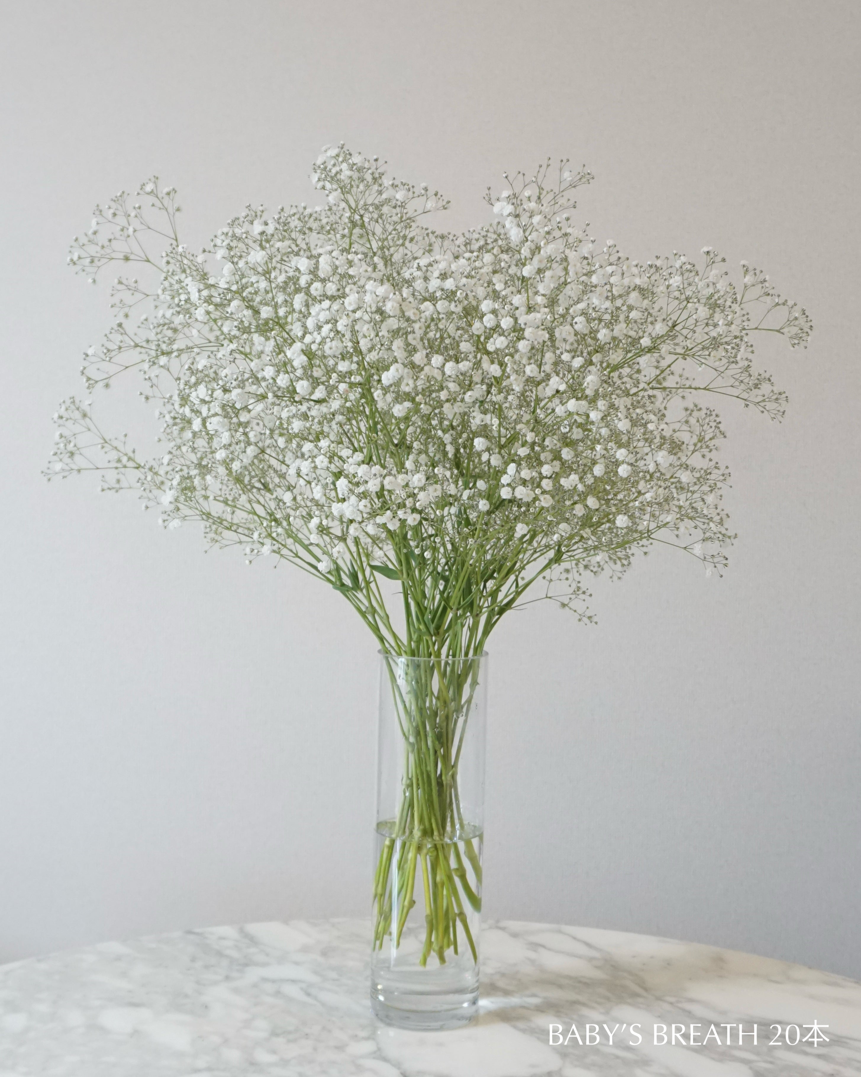 baby's breath