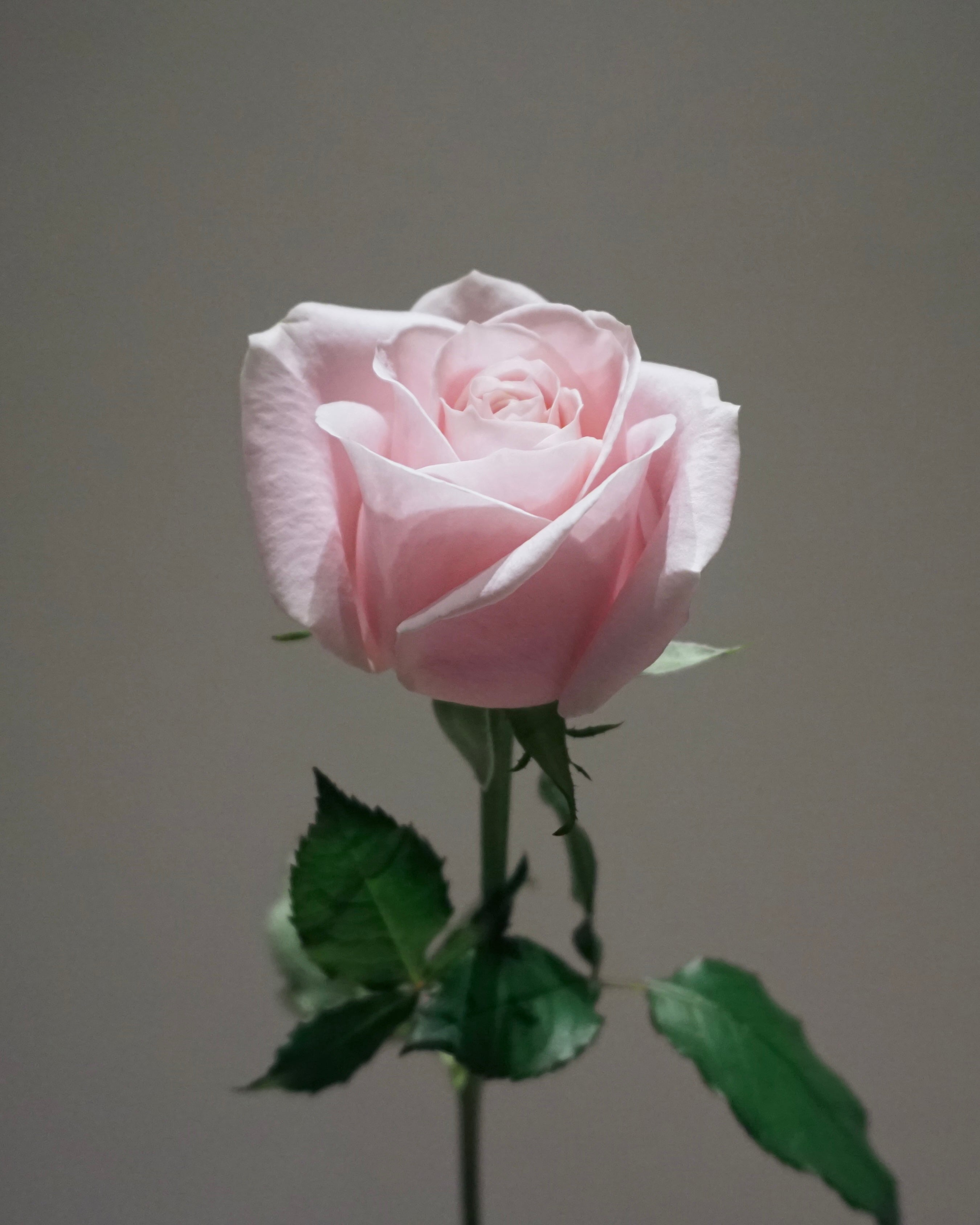 SWEET PINK ROSE