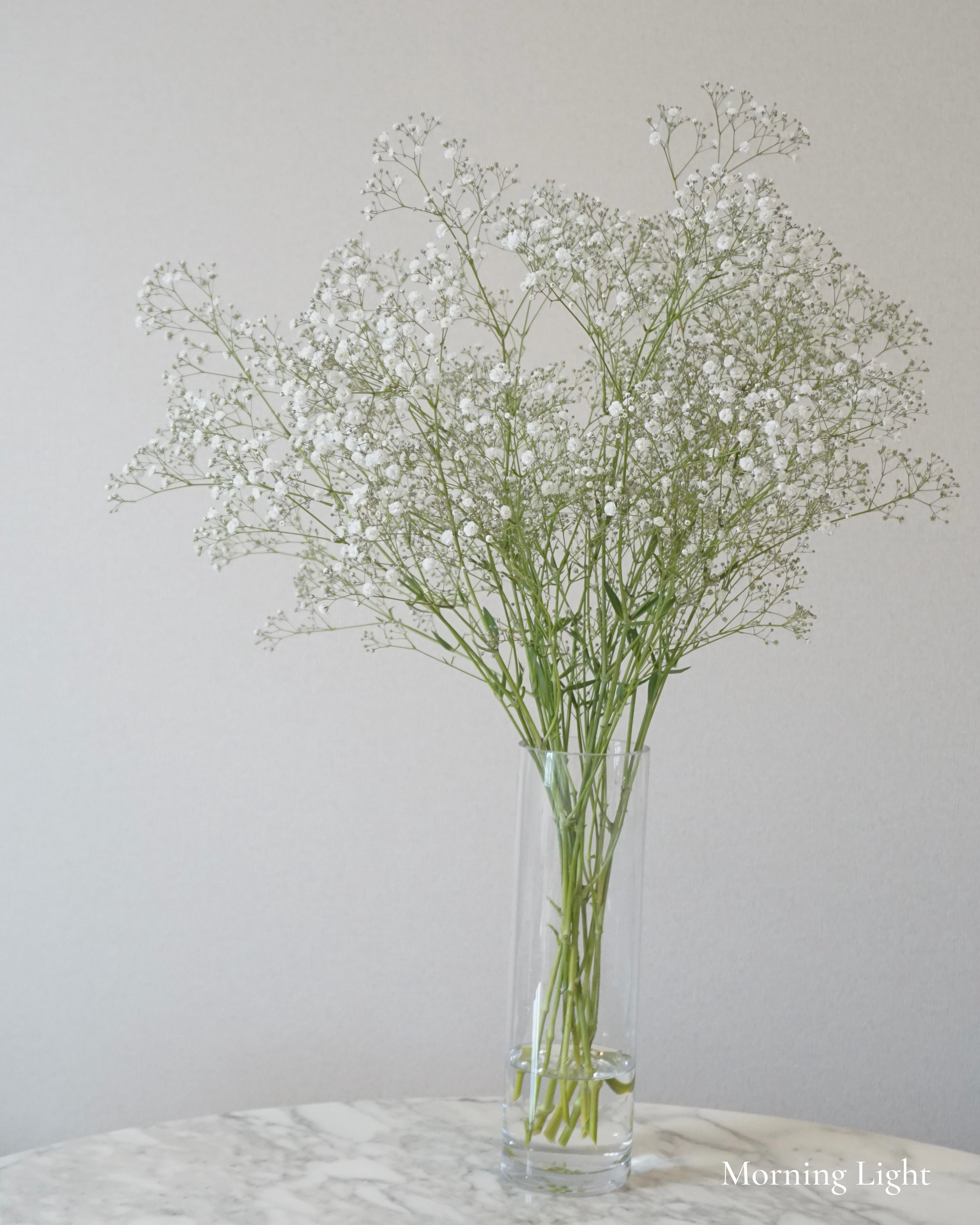 baby's breath