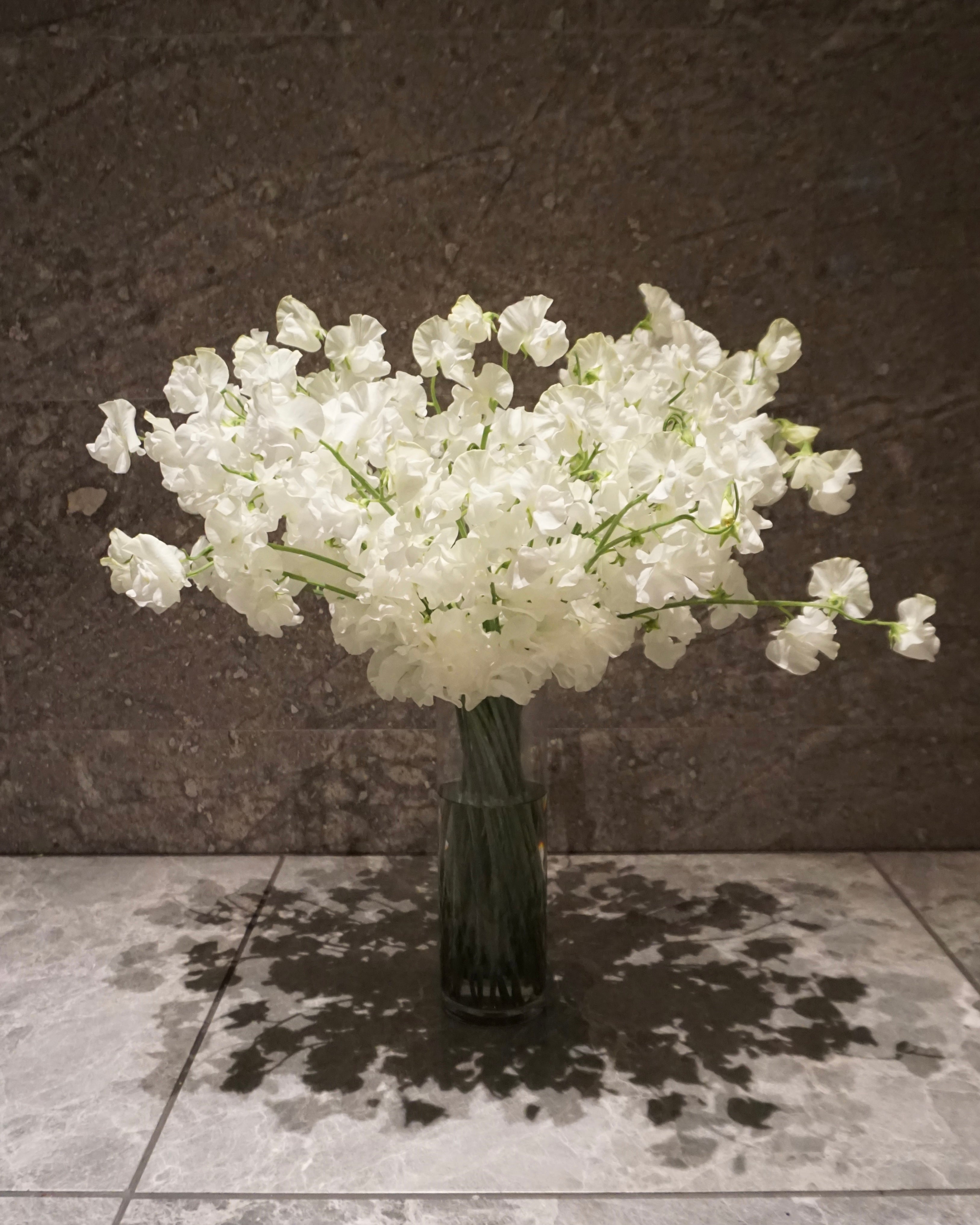 WHITE SWEET PEA 25本〜