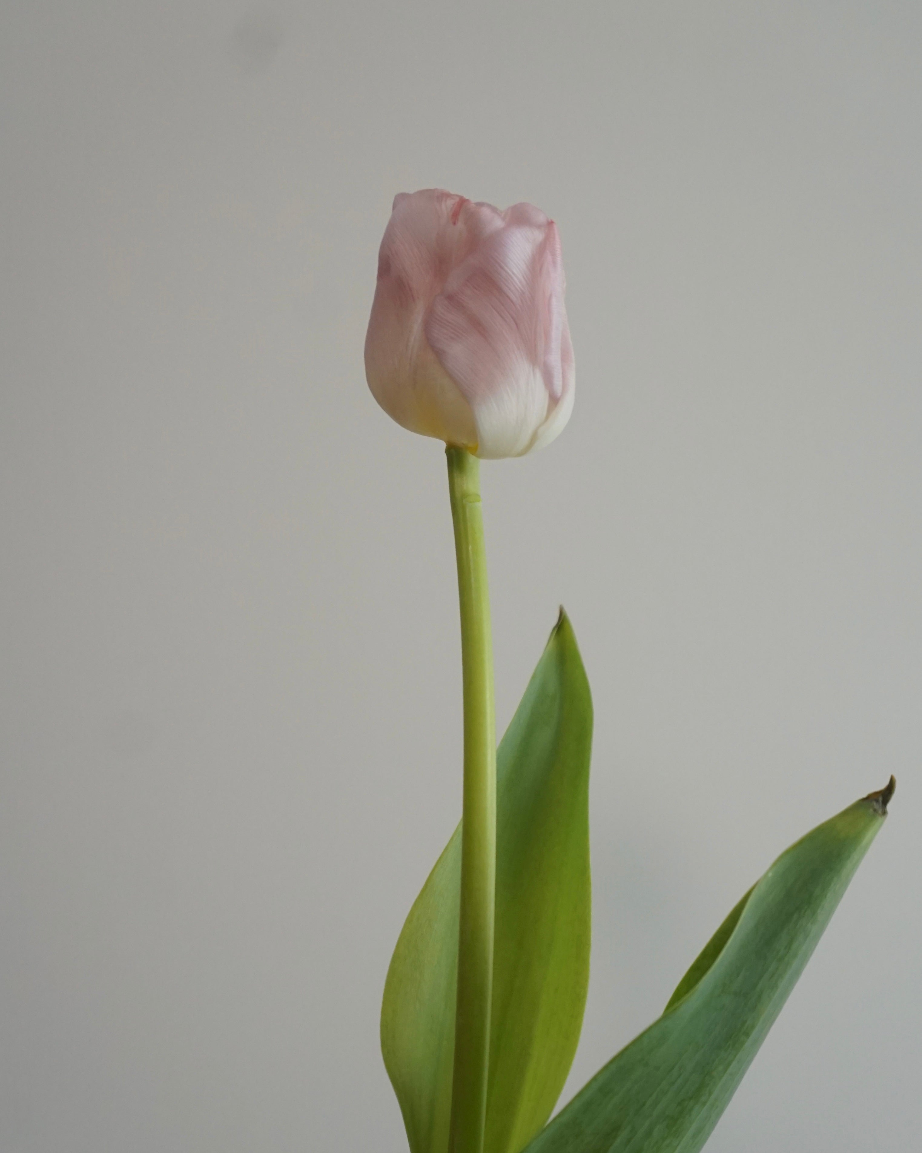 COTTON TULIPS