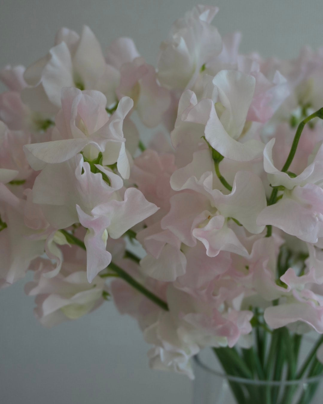 SILK SWEET PEA
