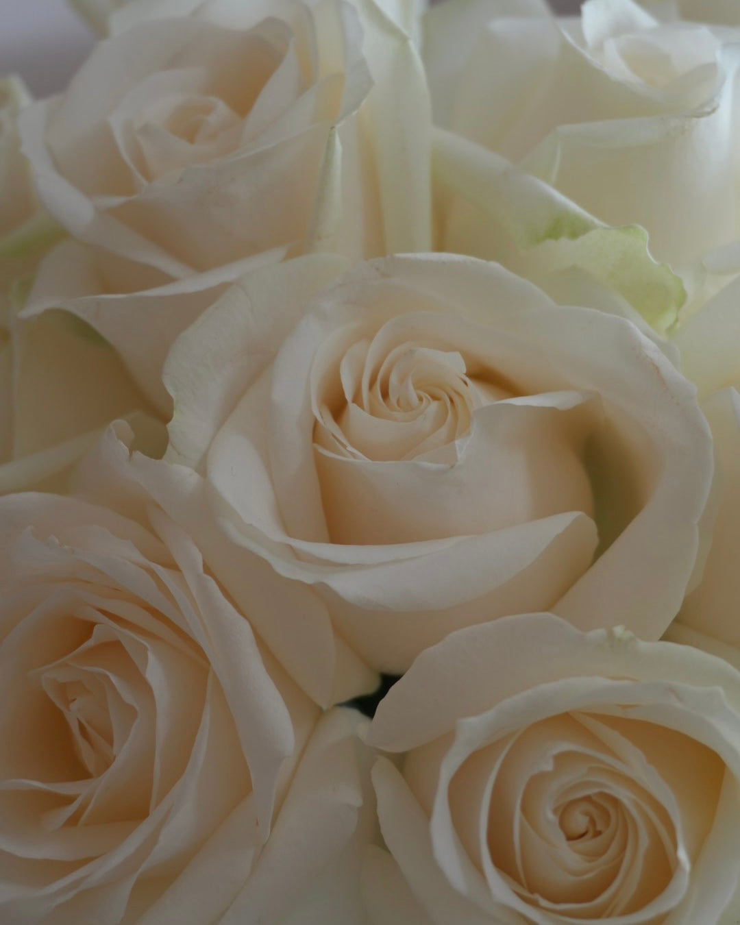 WHITE ROSE
