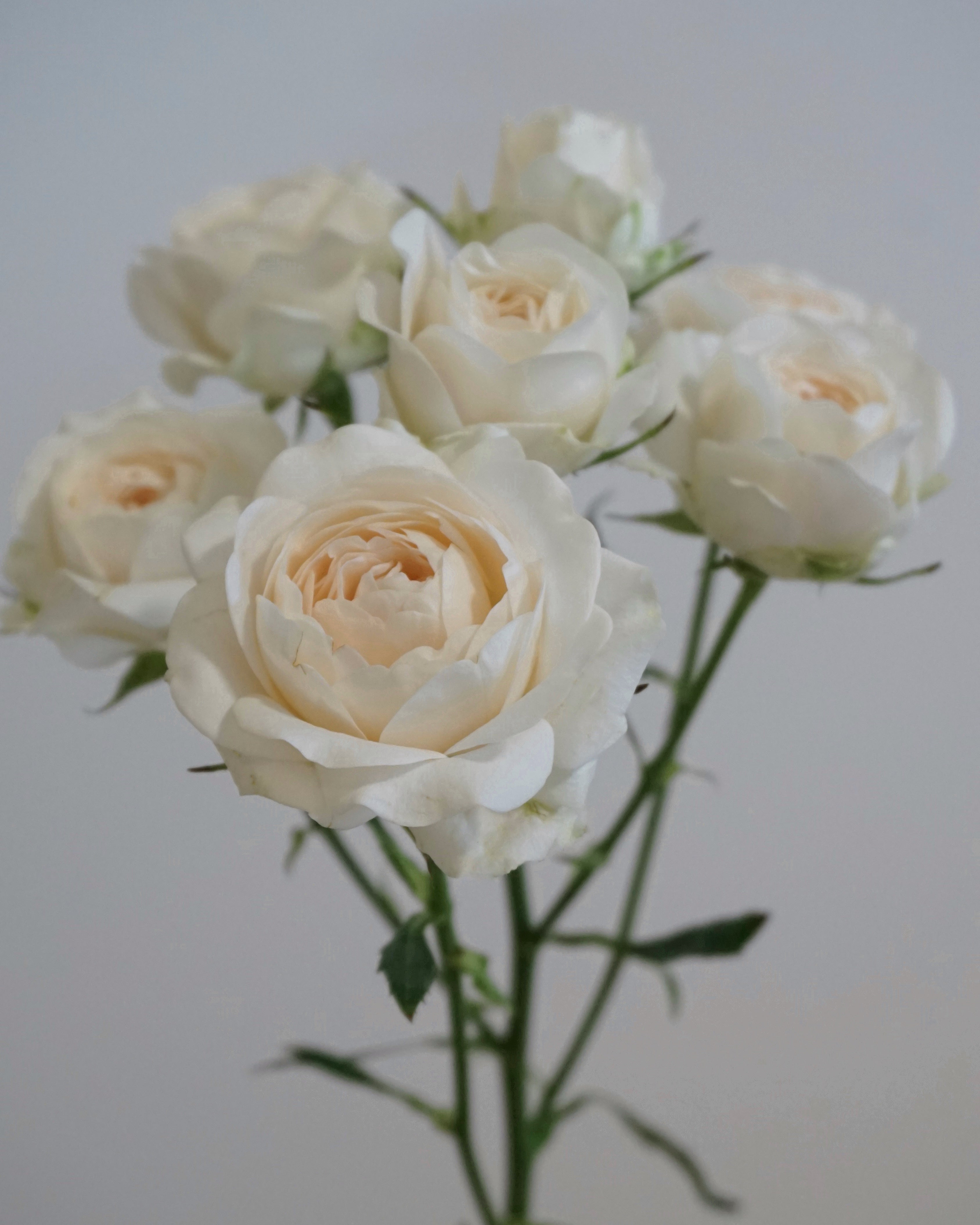 white Bambina