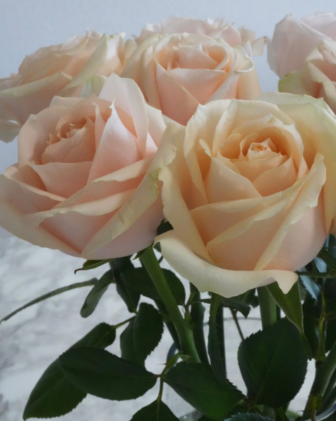 PEARL ROSE
