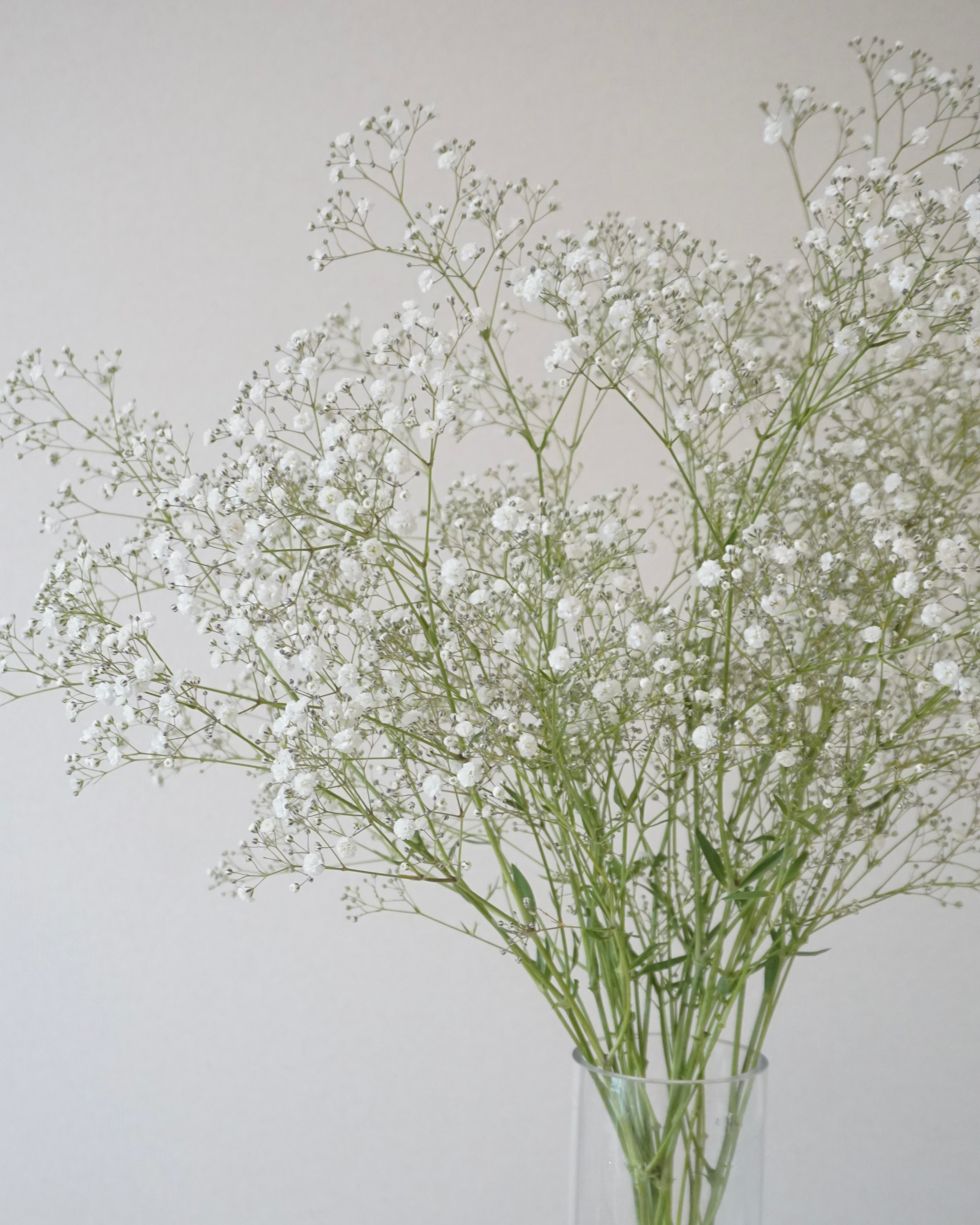 baby's breath