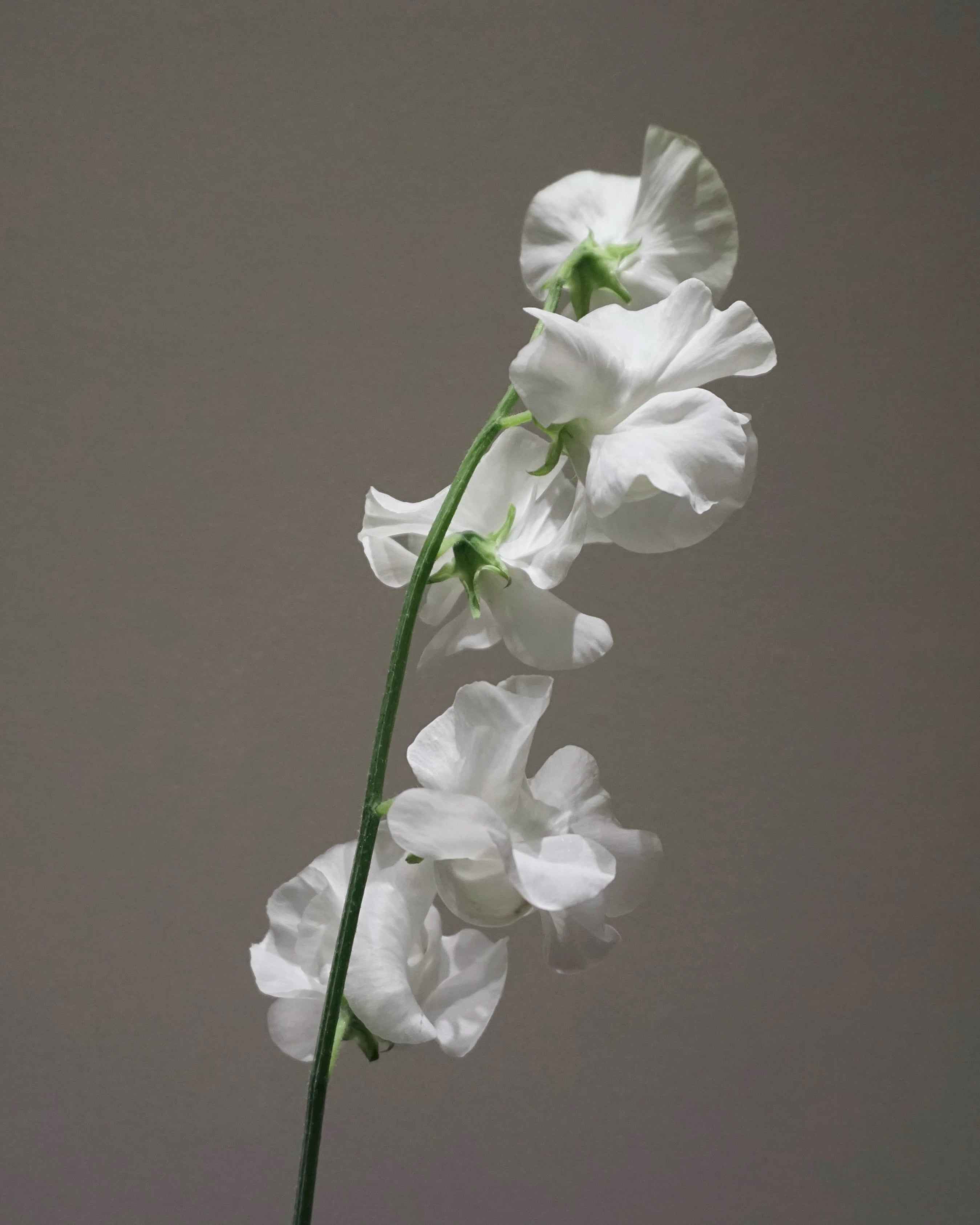 WHITE SWEET PEA 25本〜