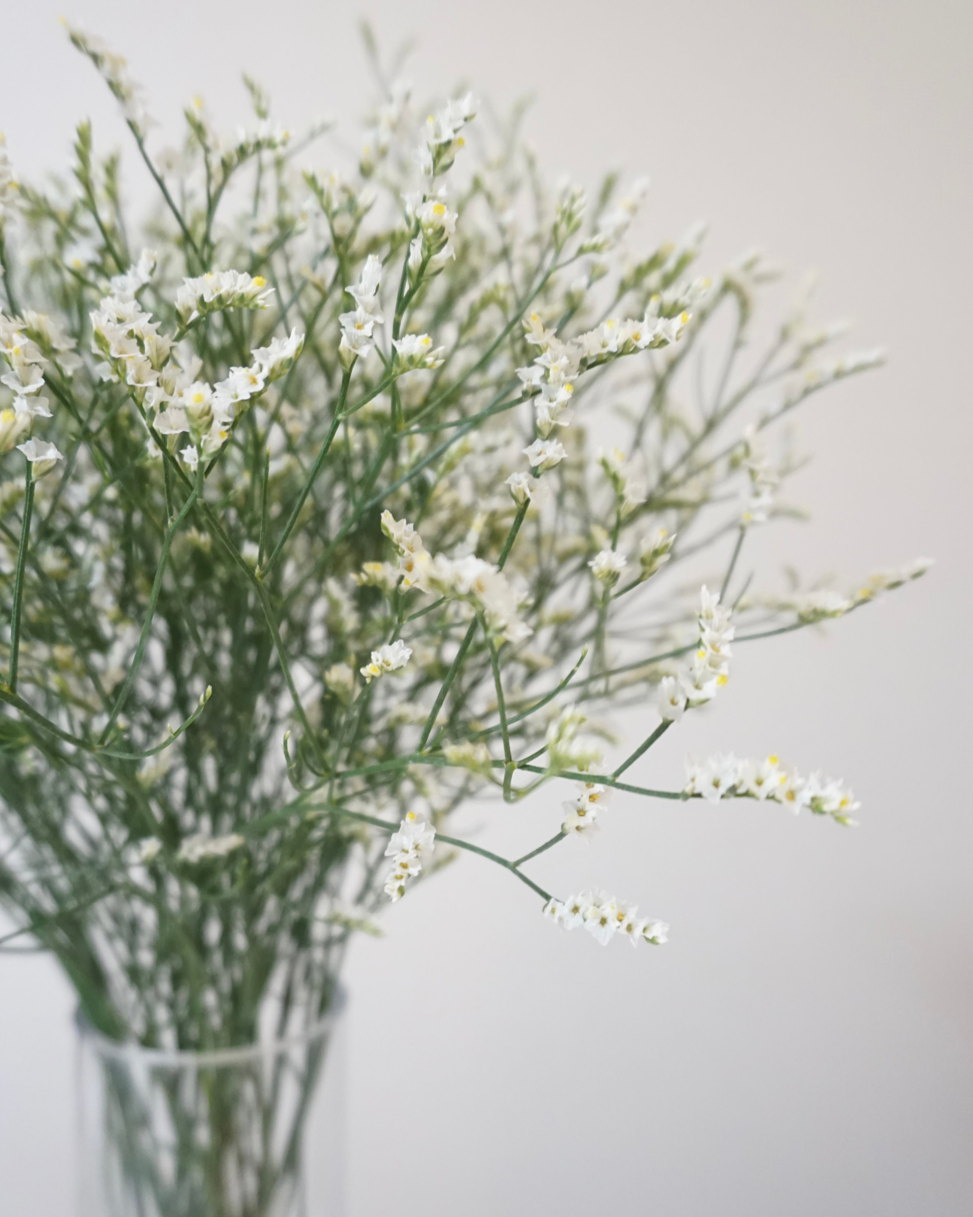 limonium
