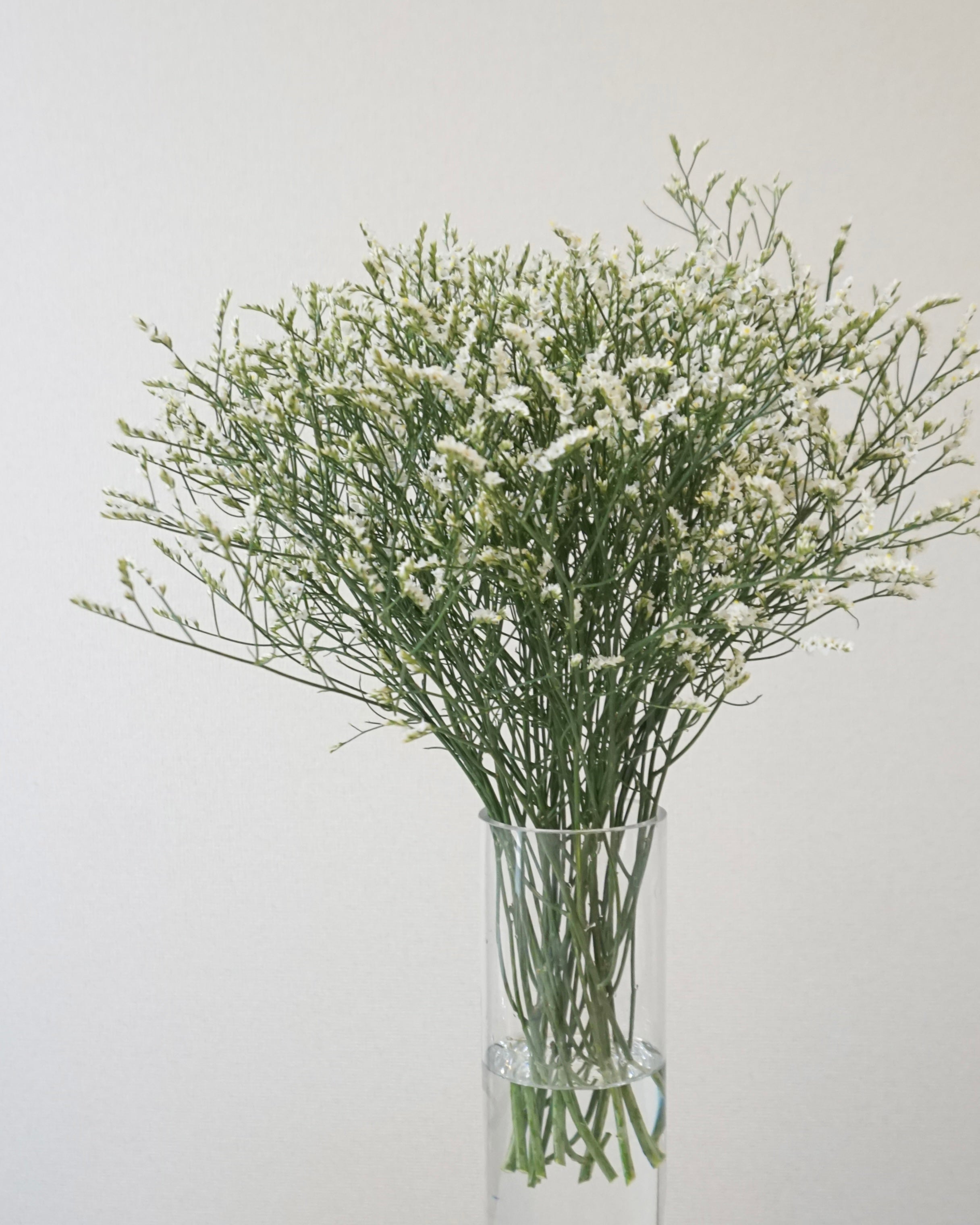 limonium