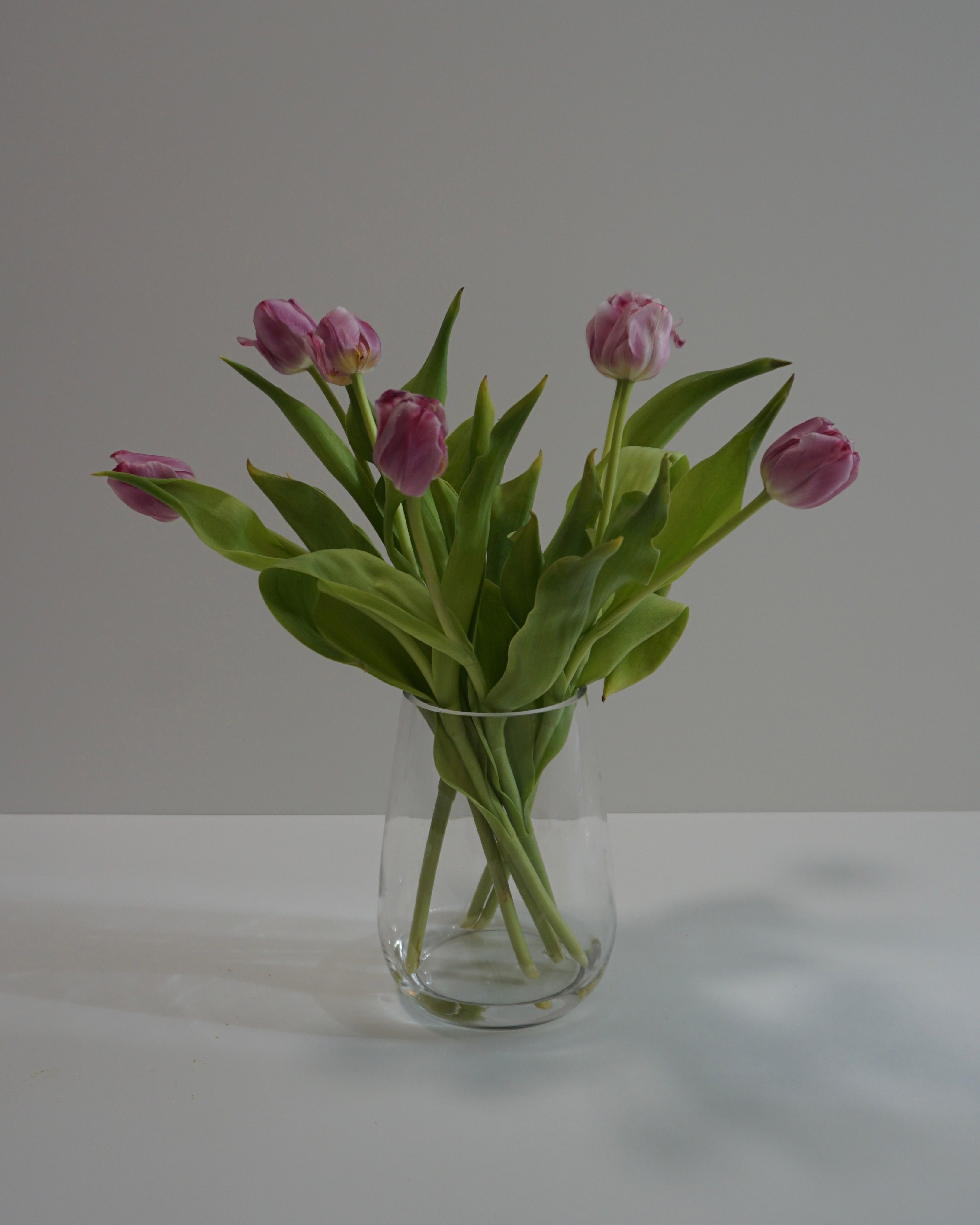 PINK TULIPS