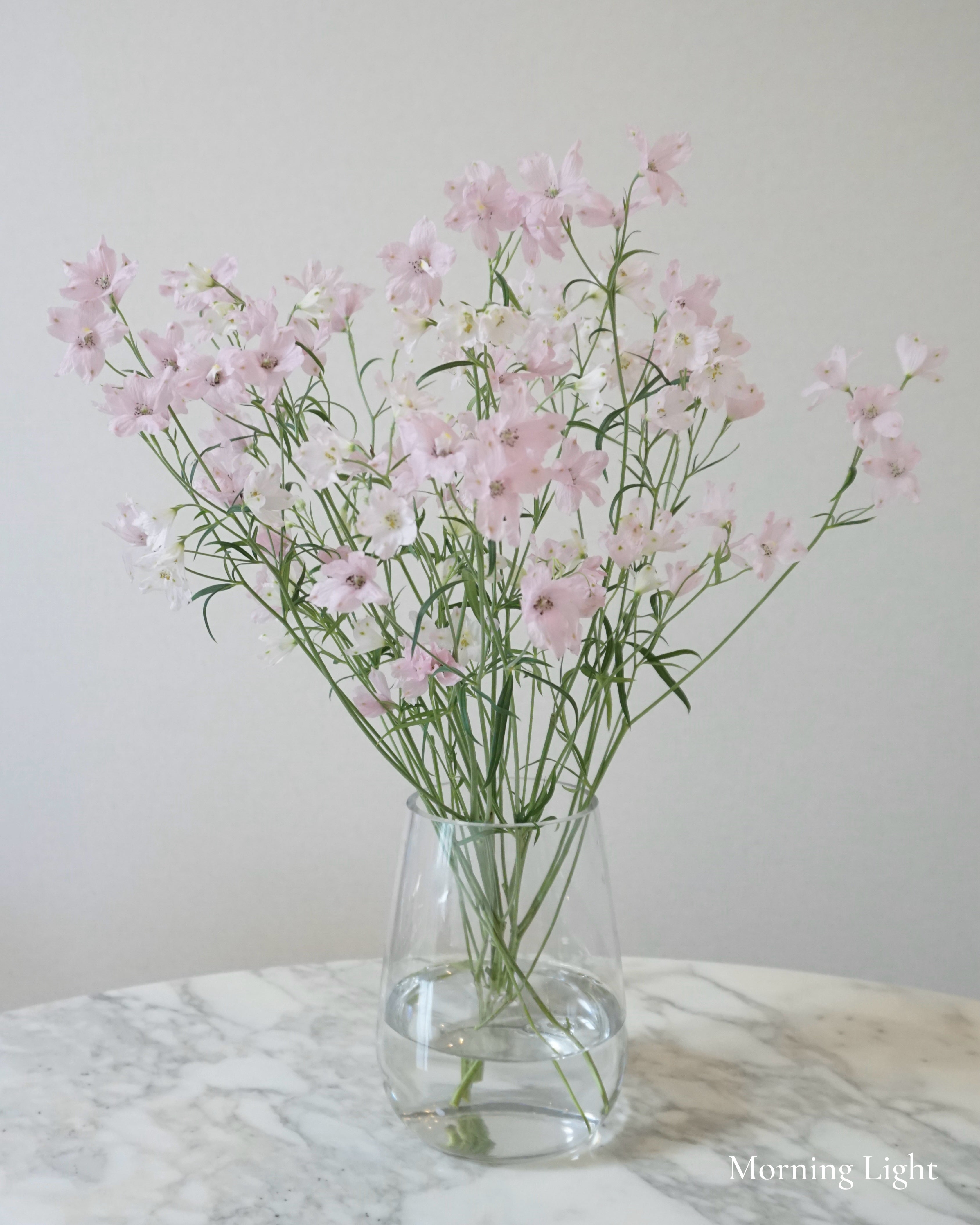 Happy Pink Delphinium