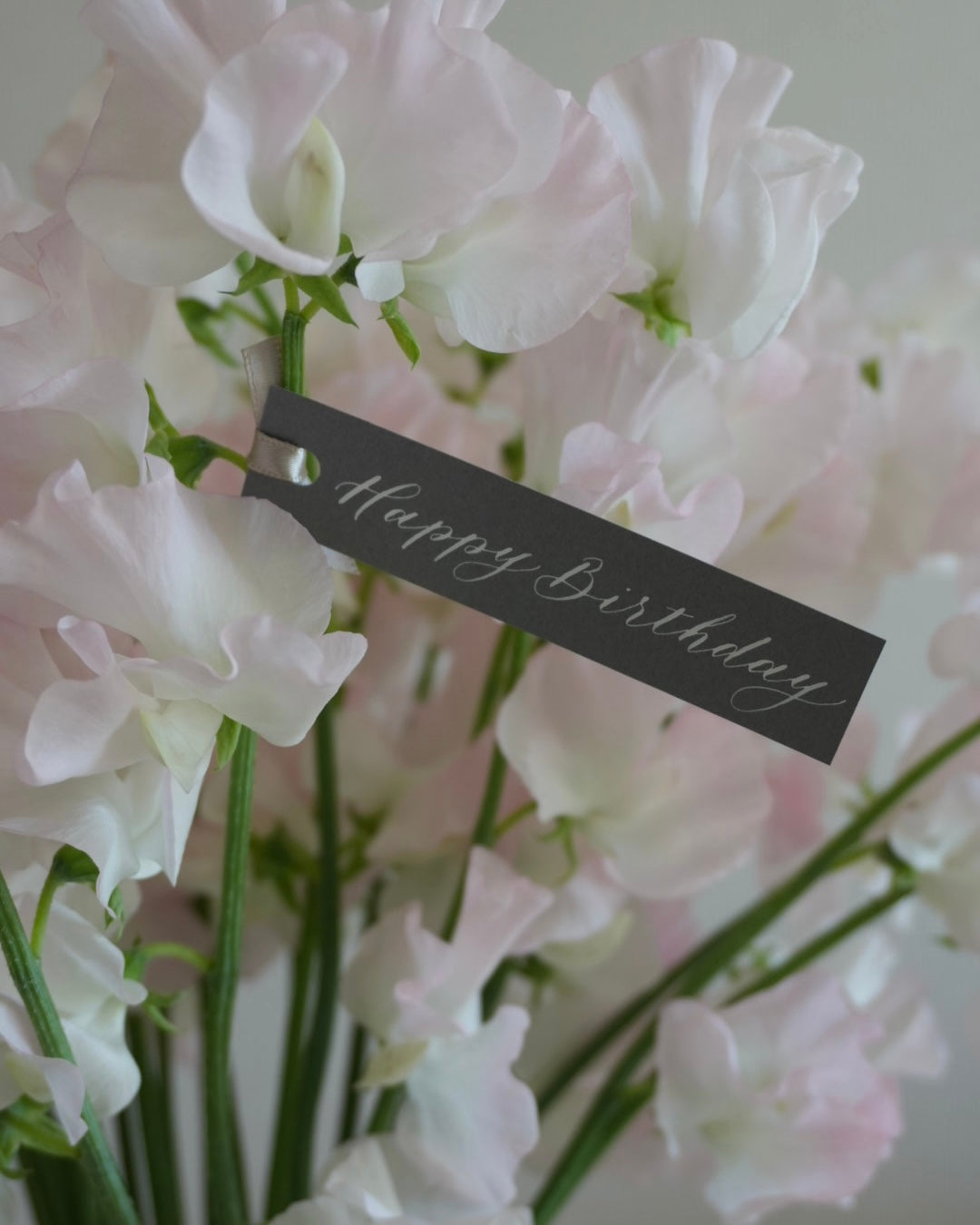 SILK SWEET PEA