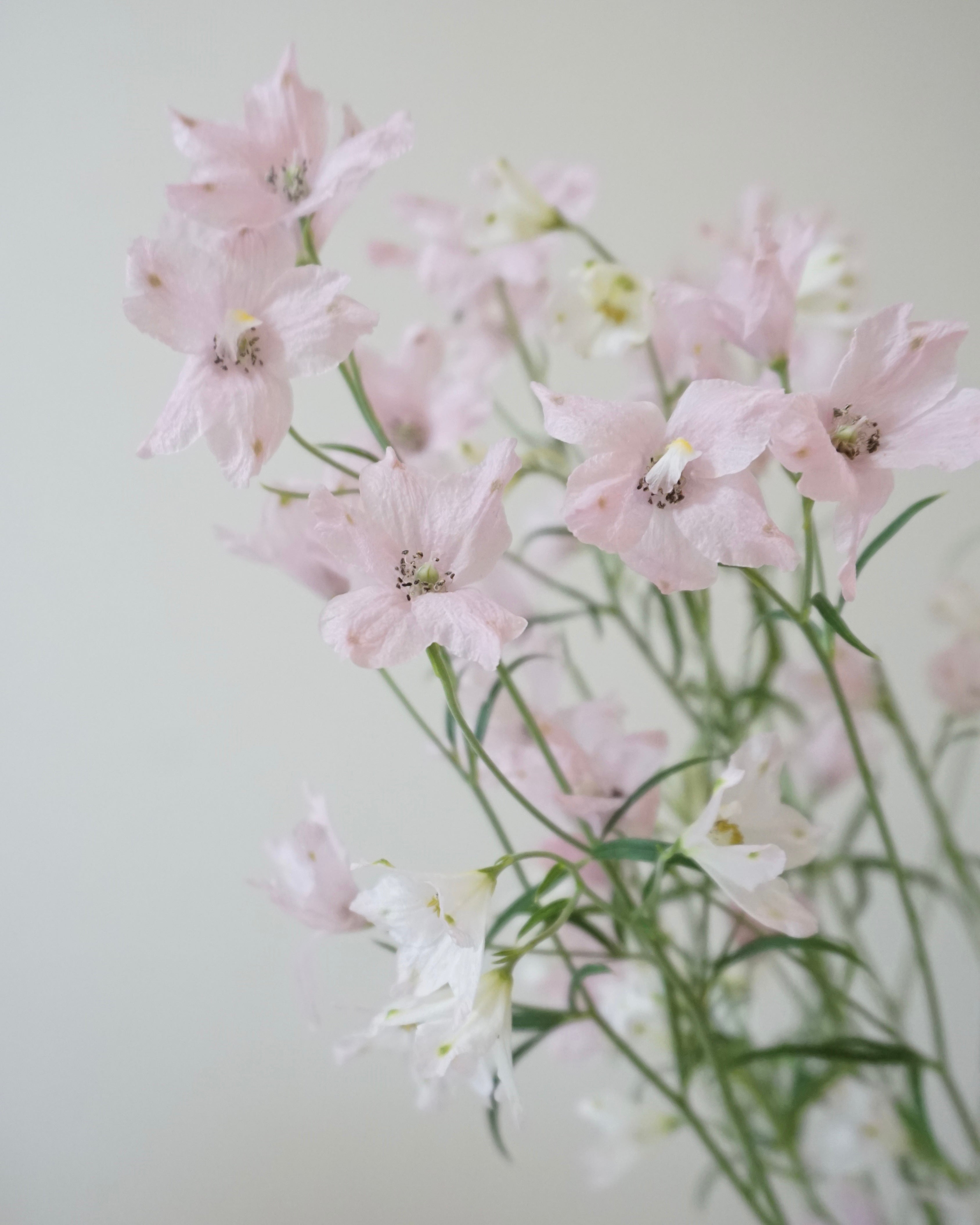 Happy Pink Delphinium