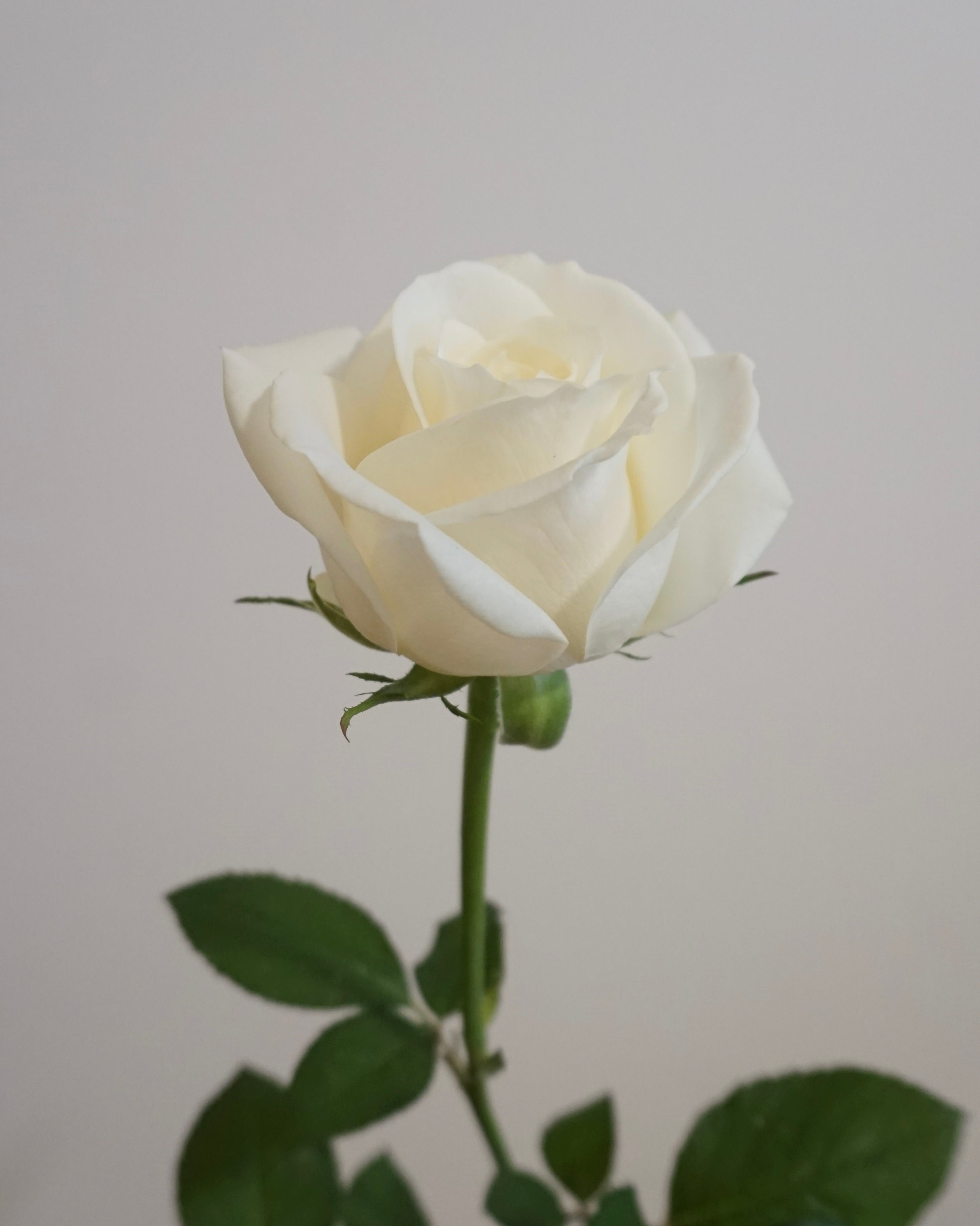 WHITE ROSE
