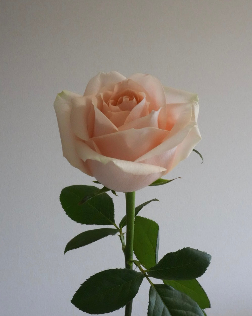 PEARL ROSE