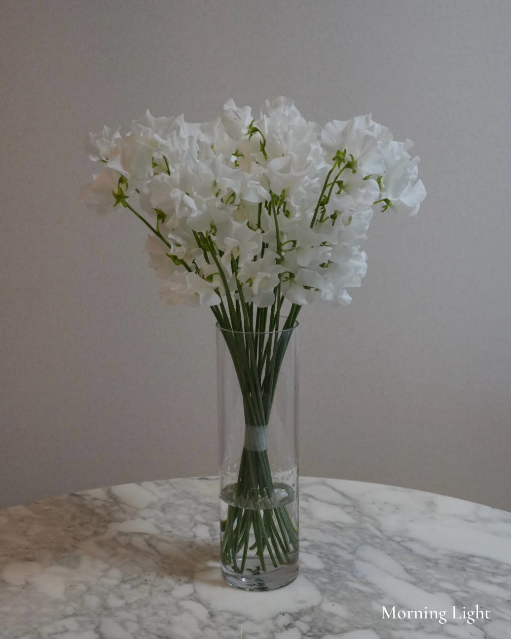 WHITE SWEET PEA