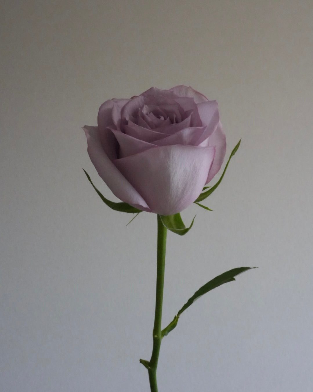 Mist Lilac Rose