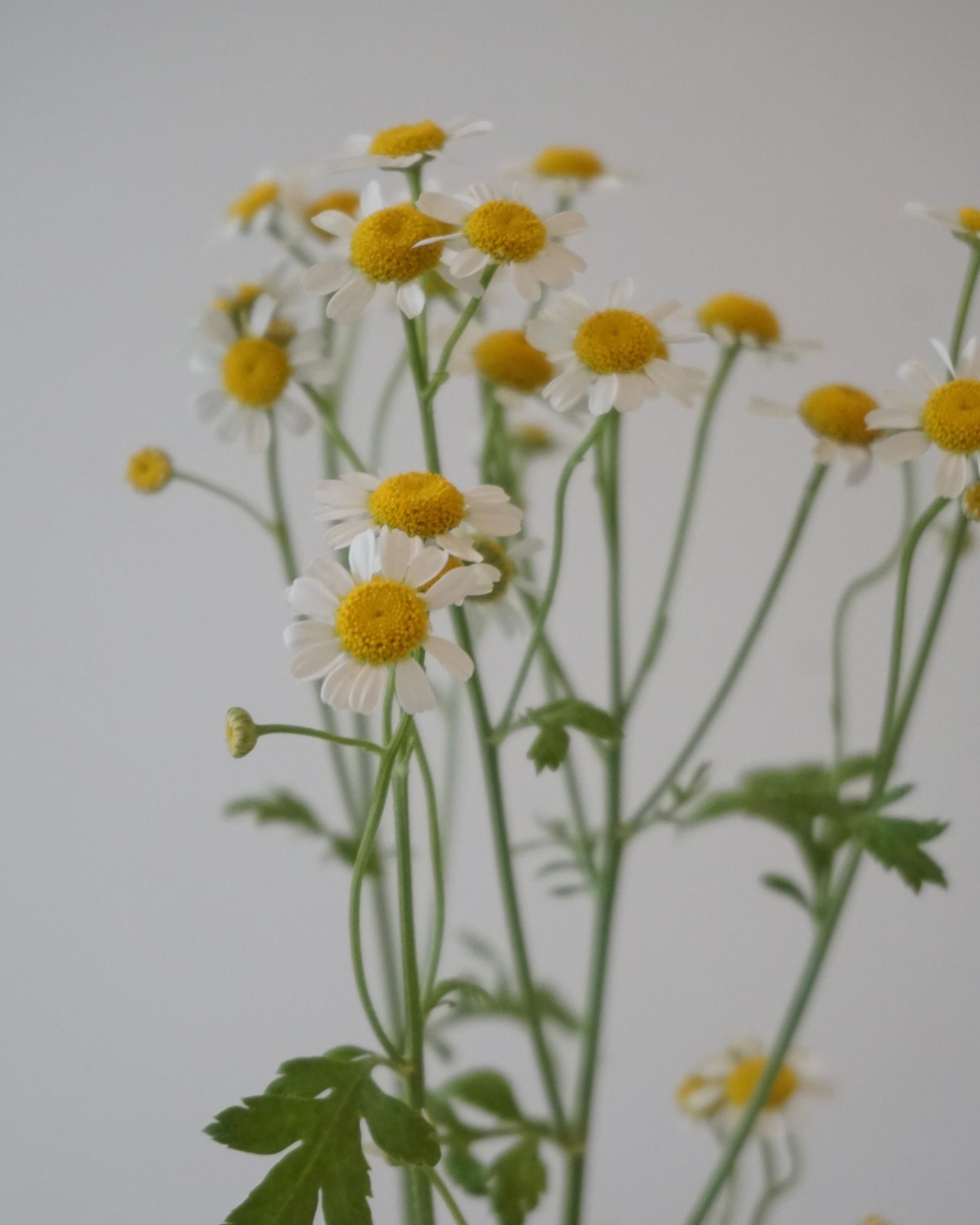 matricaria