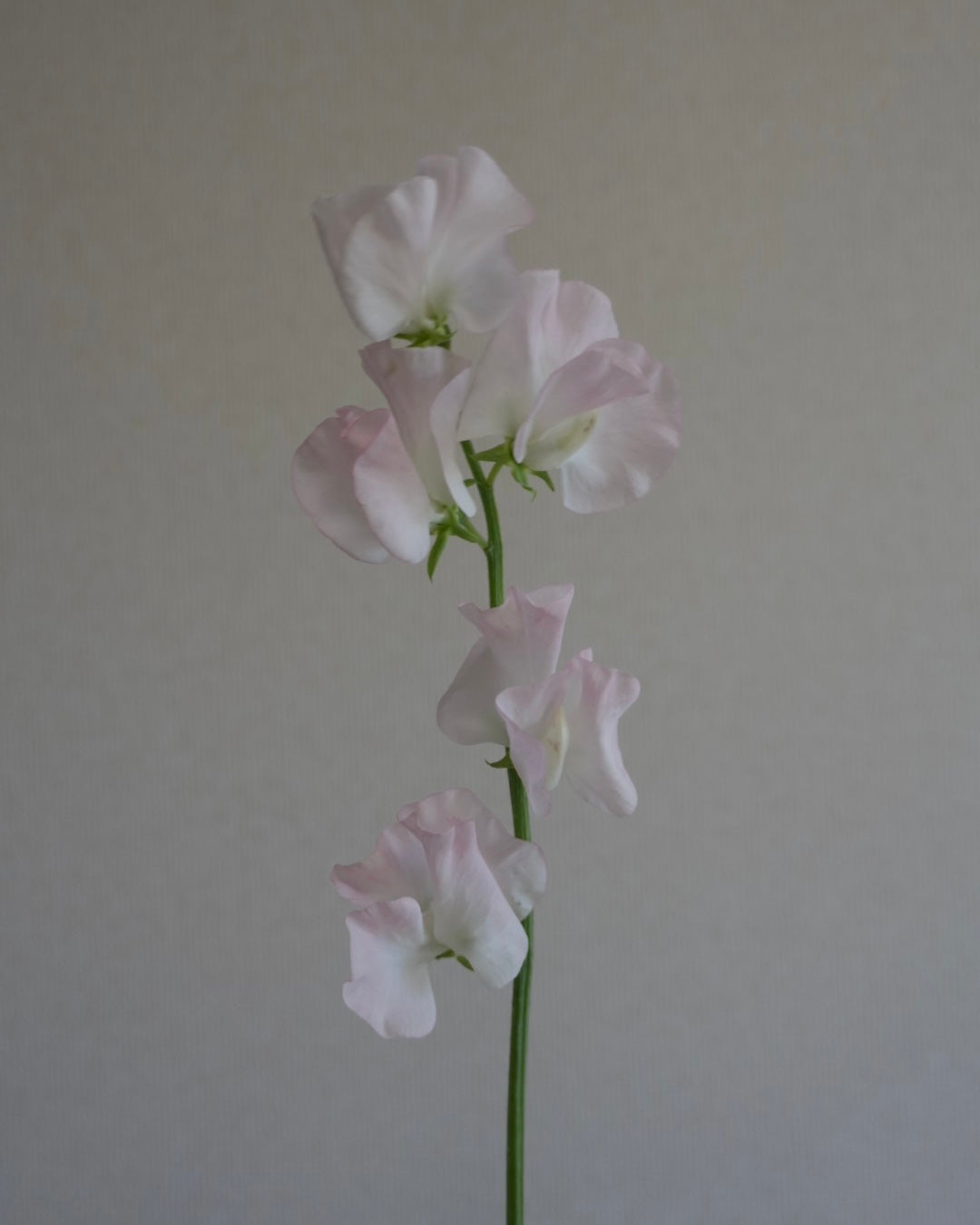 SILK SWEET PEA