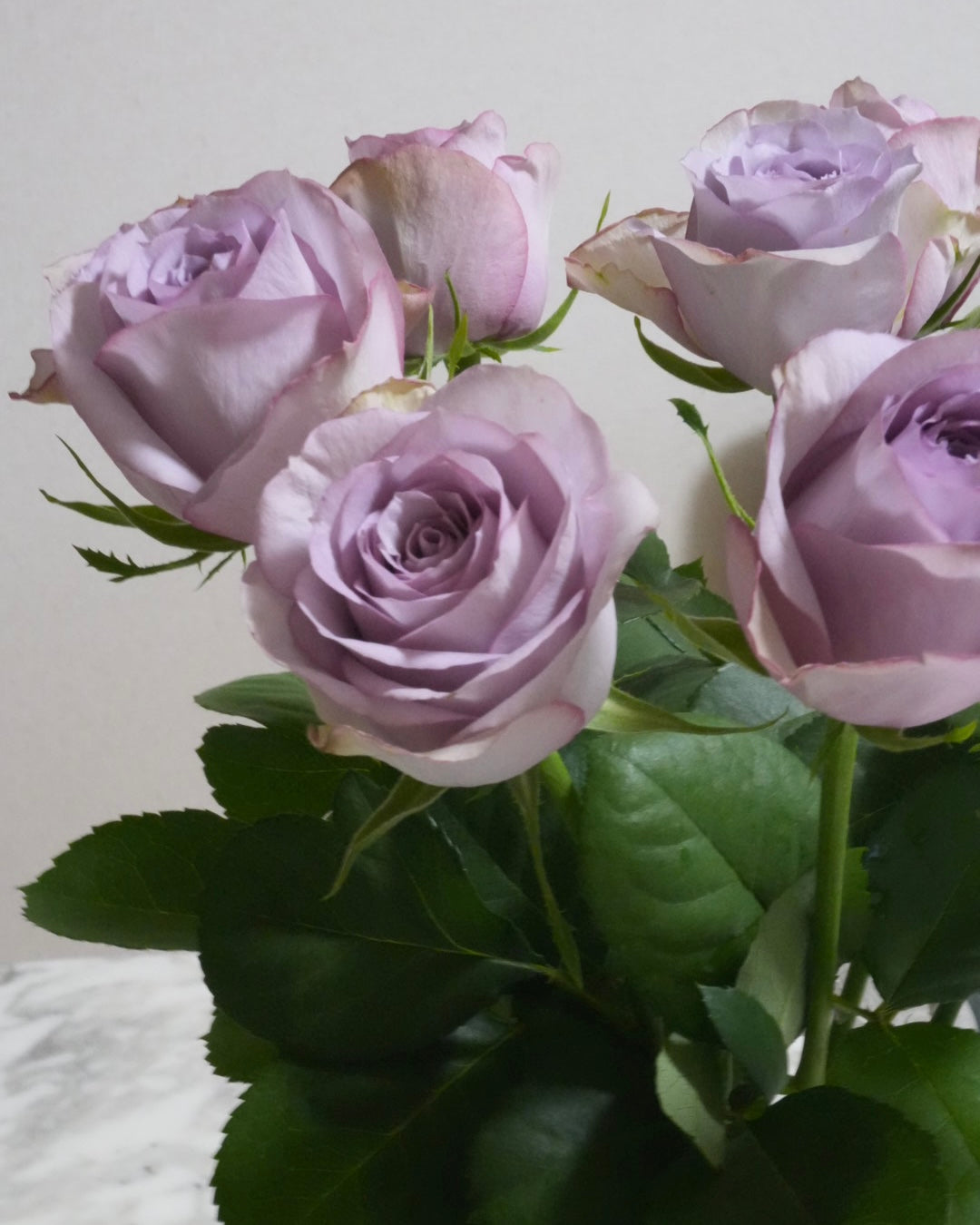 Mist Lilac Rose