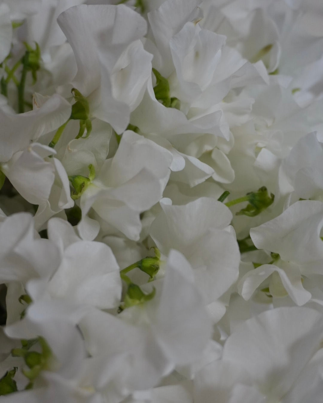 WHITE SWEET PEA