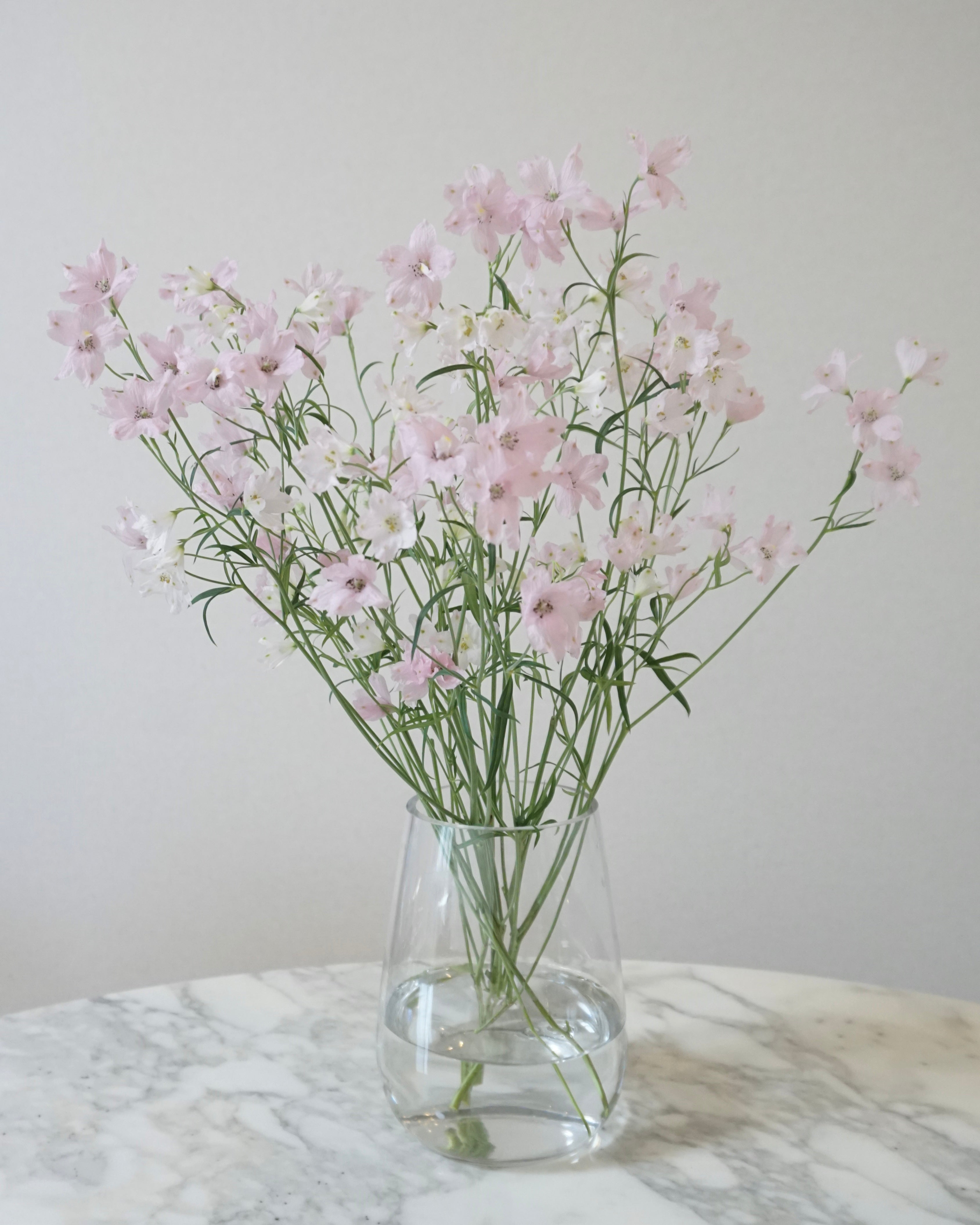 Delphinium Happy Pink