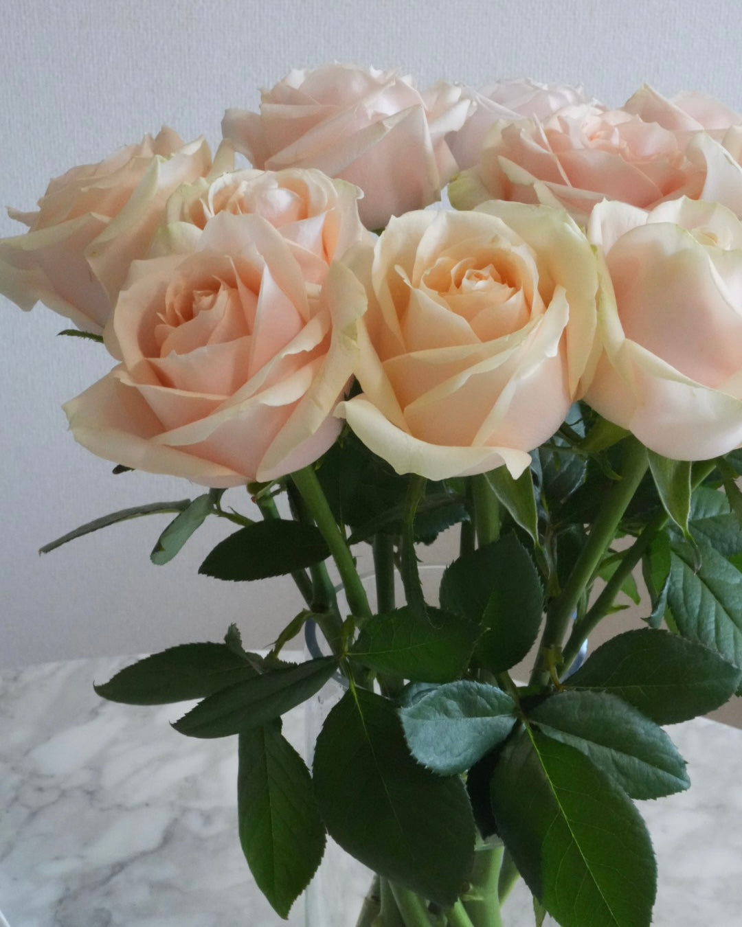 PEARL ROSE