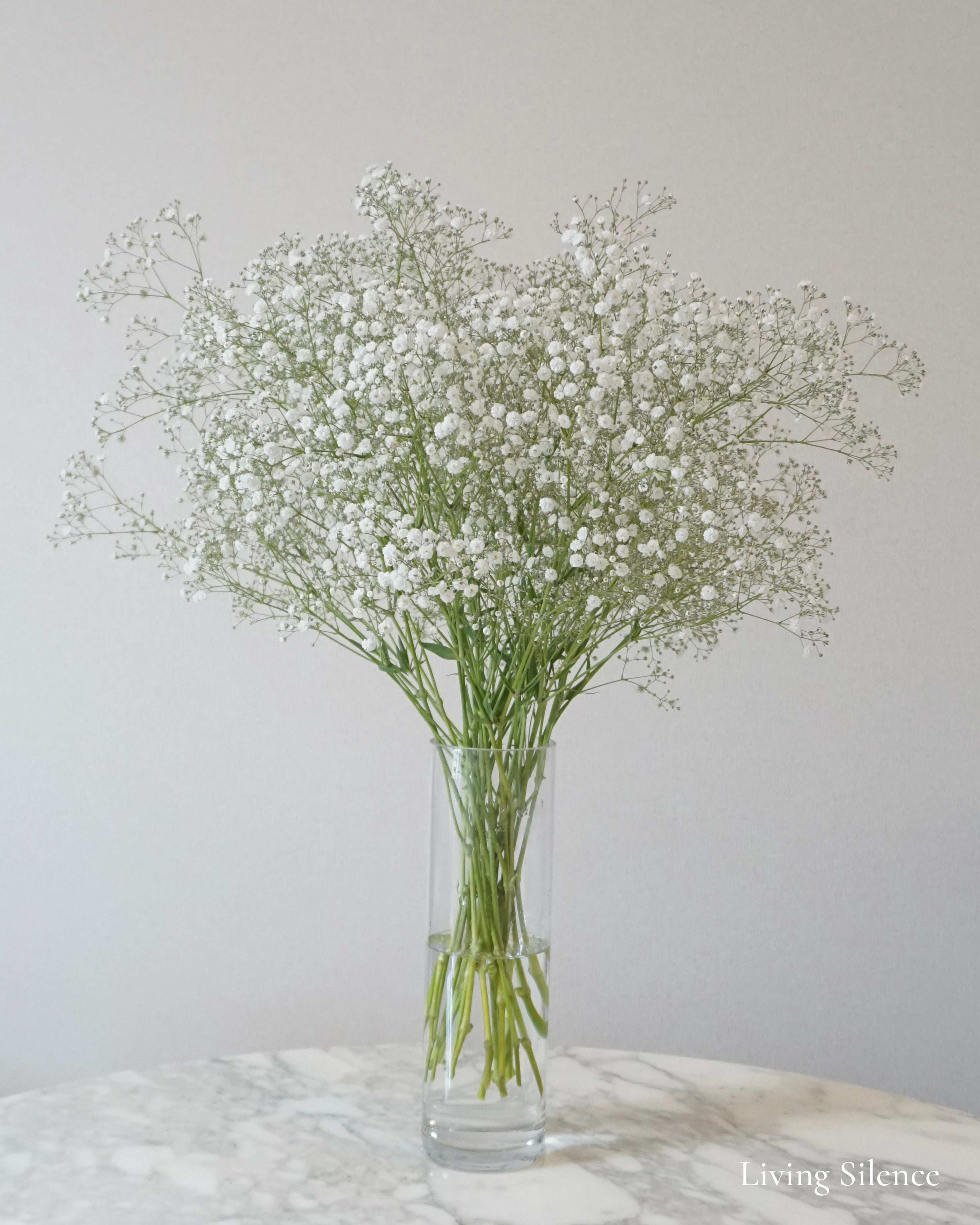 baby's breath